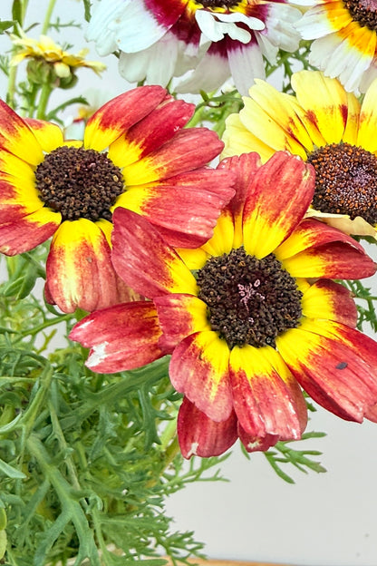 Okseøje ‘Rainbow mix’