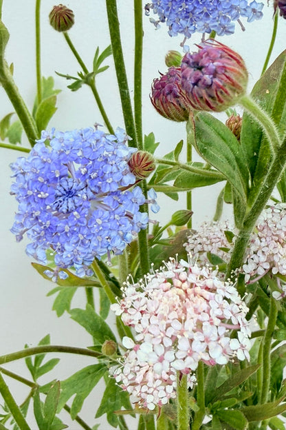 Kniplingsblomst 'Lace Mixture'