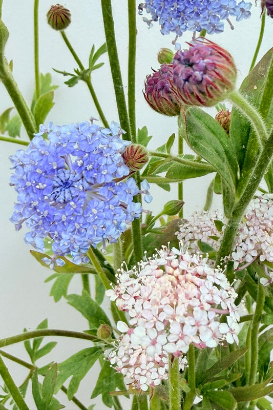 Kniplingsblomst 'Lace Mixture'