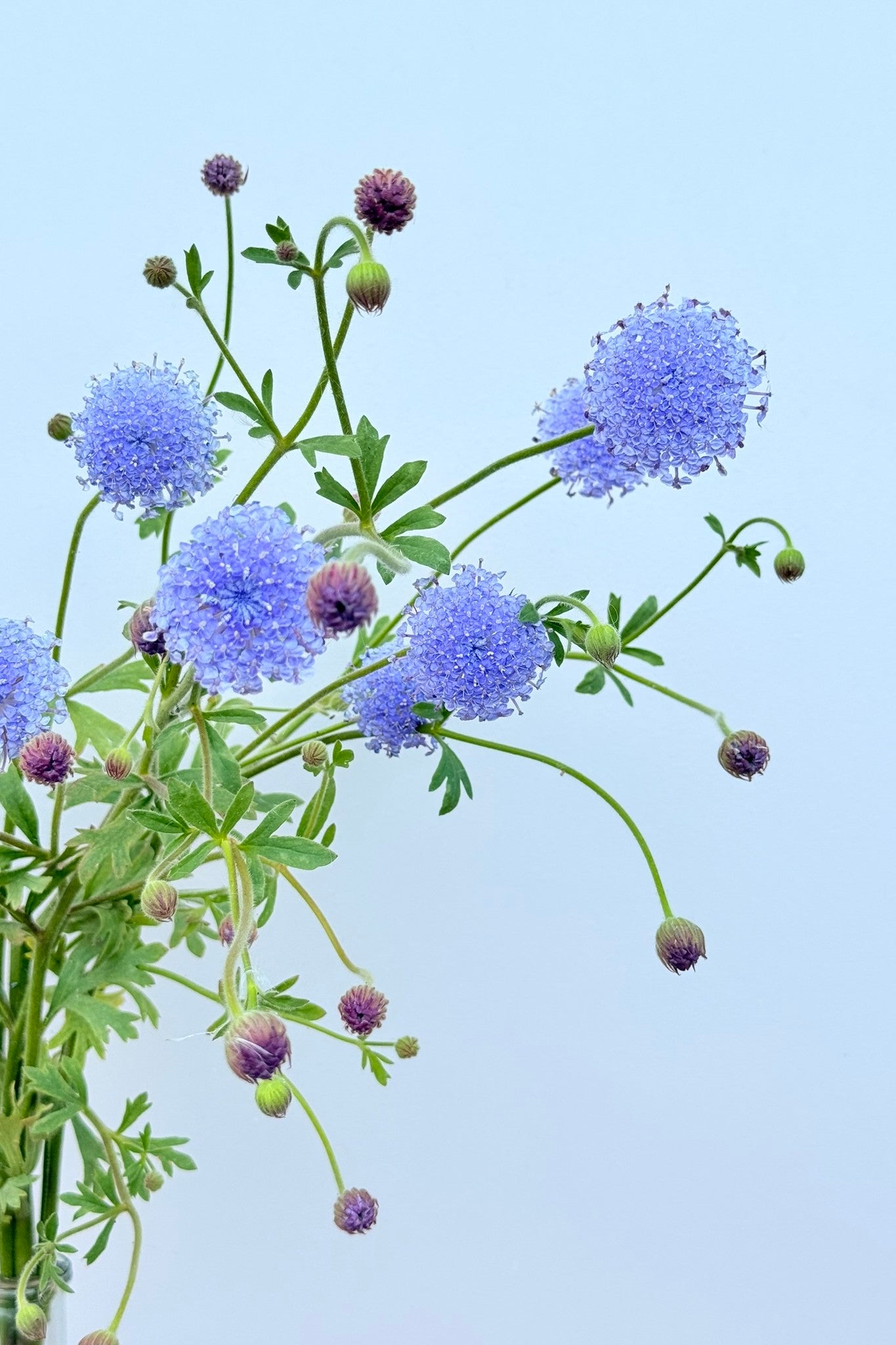 Kniplingsblomst ’Lace Blue’