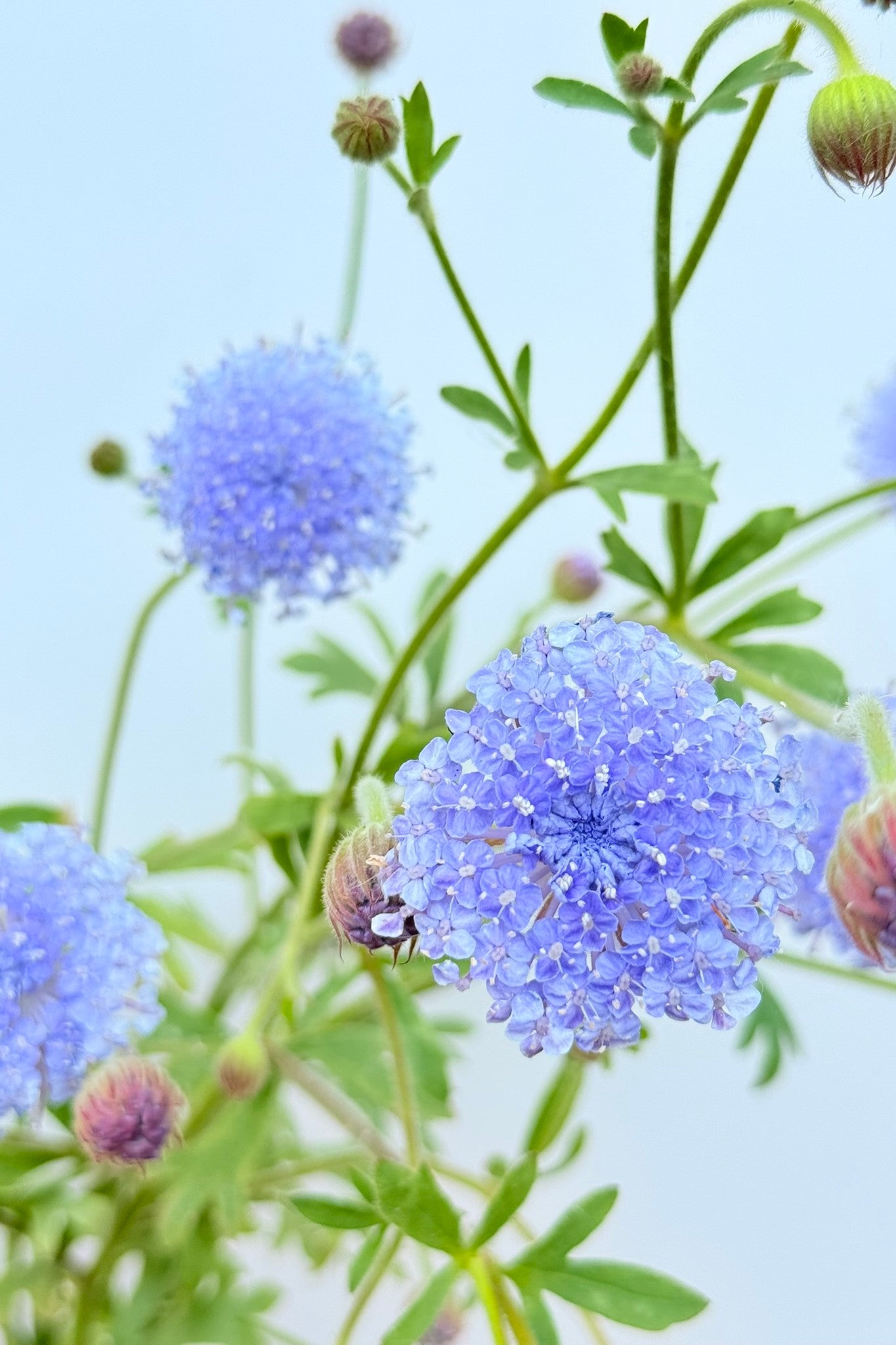 Kniplingsblomst ’Lace Blue’