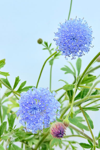 Kniplingsblomst ’Lace Blue’