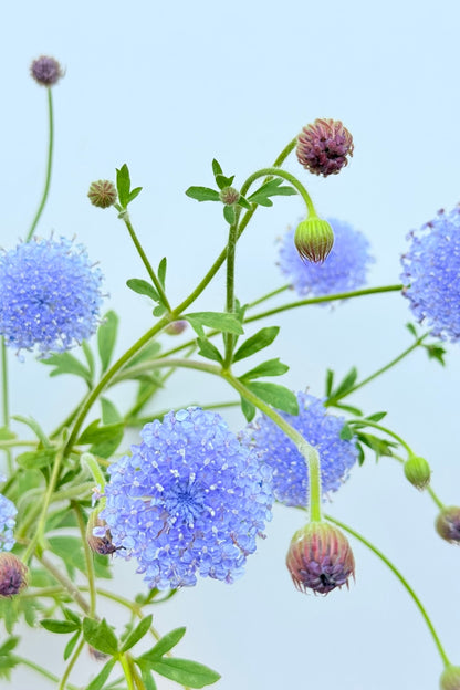 Kniplingsblomst ’Lace Blue’