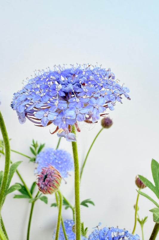 Kniplingsblomst ’Lace Blue’