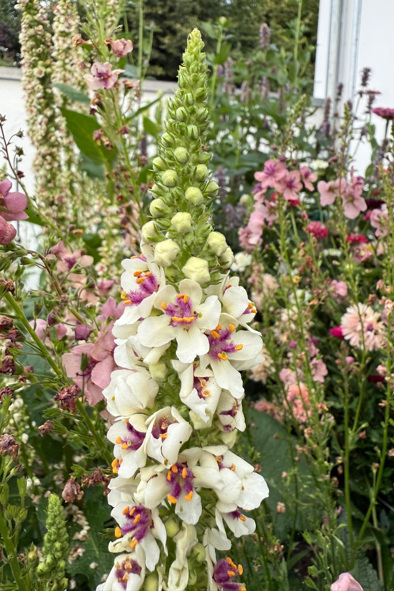 Kongelys ‘Chaixii’