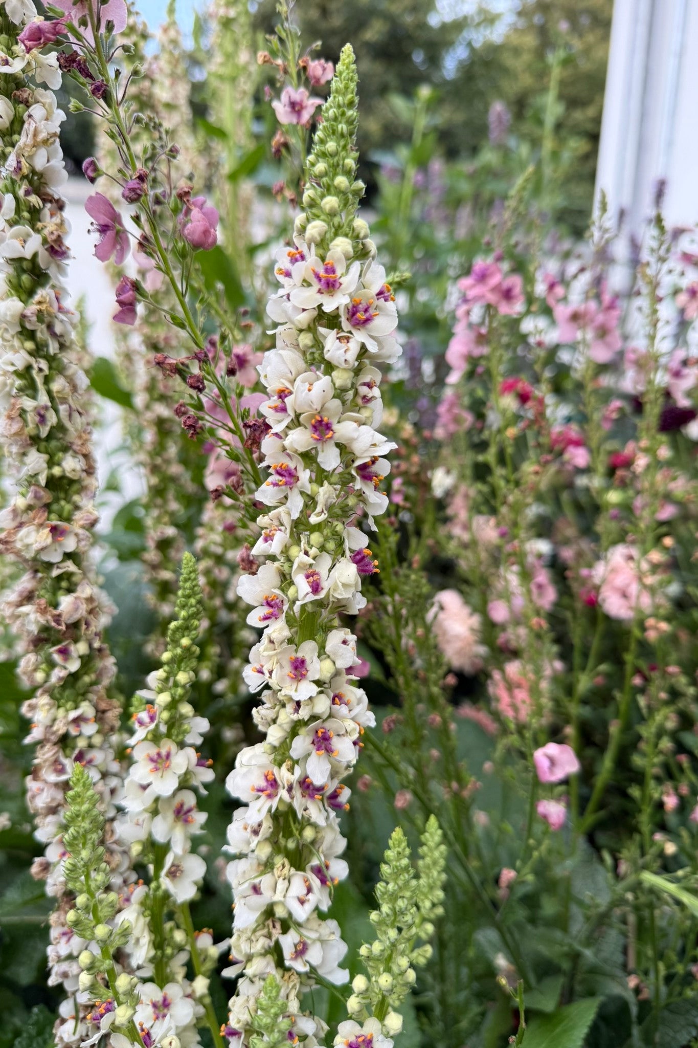 Kongelys ‘Chaixii’