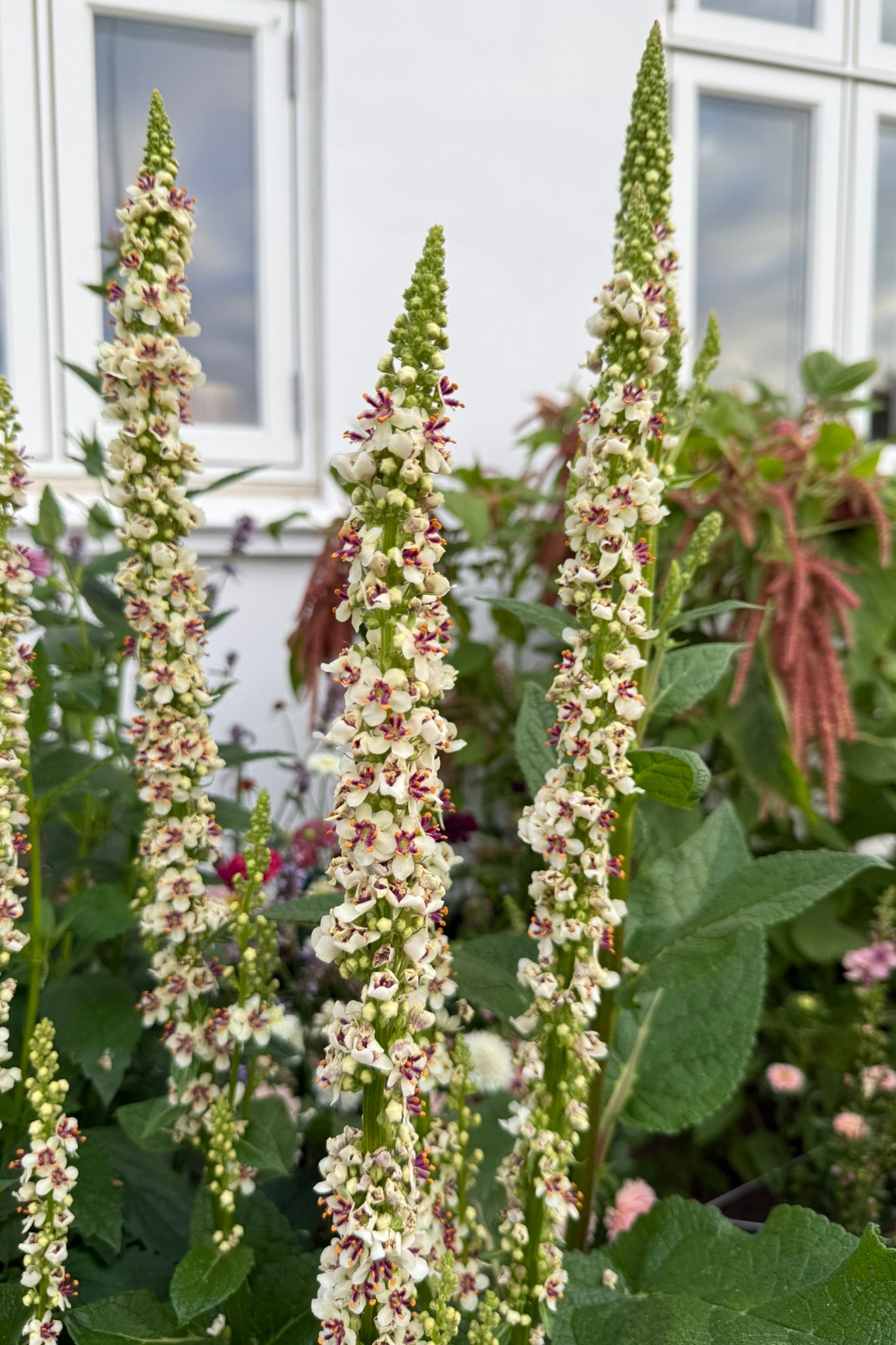 Kongelys 'Wedding Candles'