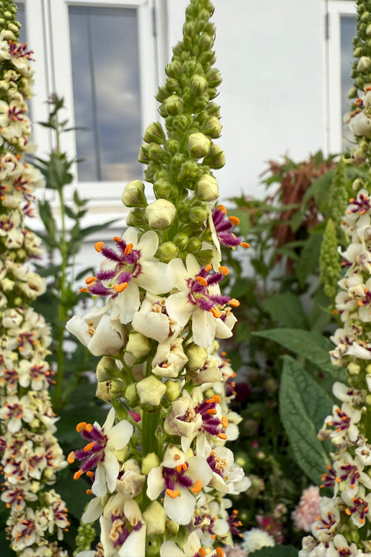 Kongelys 'Wedding Candles'