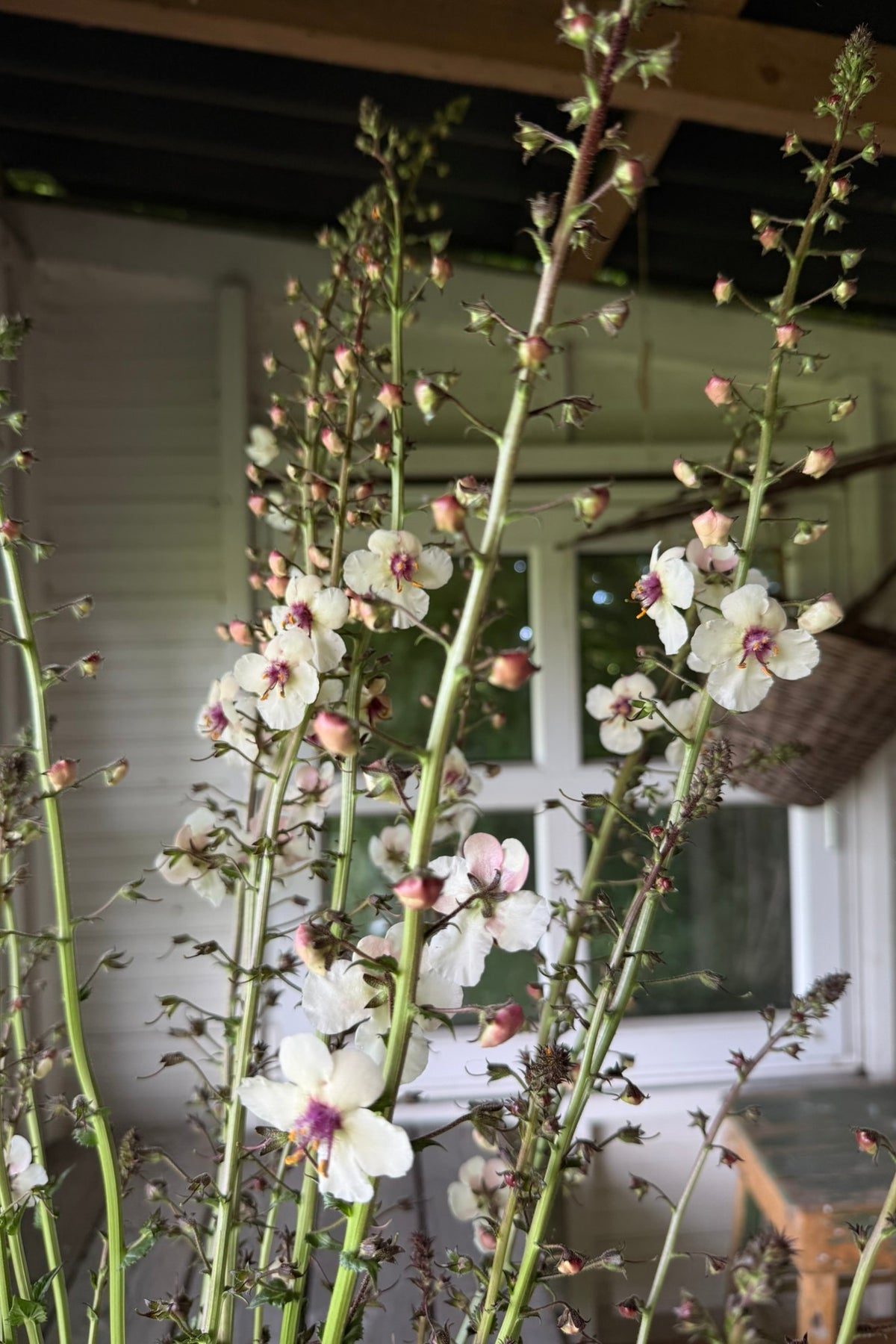 Kongelys 'White Blush' - frø