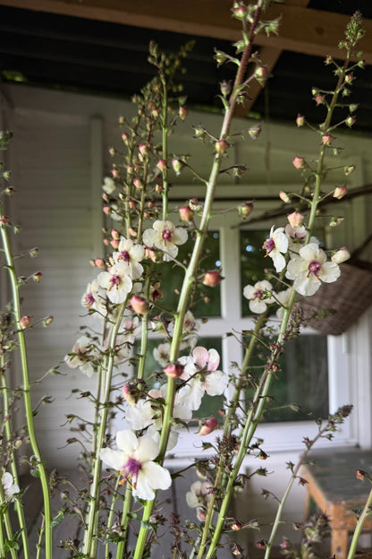 Kongelys 'White Blush' - frø