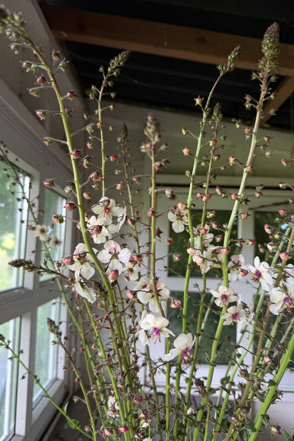 Kongelys 'White Blush' - frø