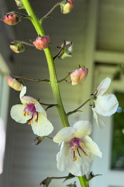 Kongelys 'White Blush' - frø
