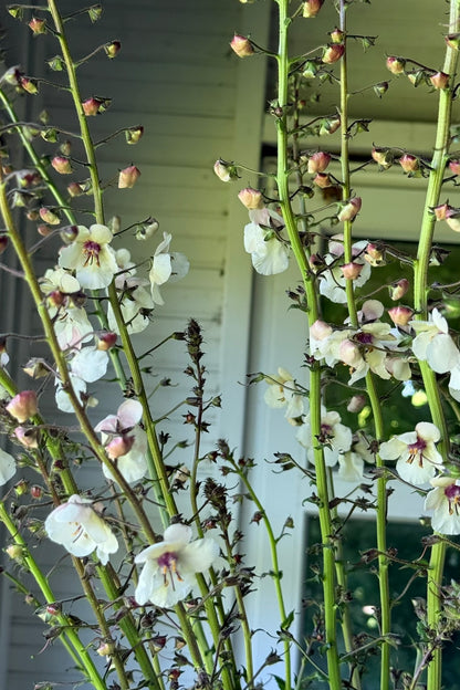 Kongelys 'White Blush' - frø