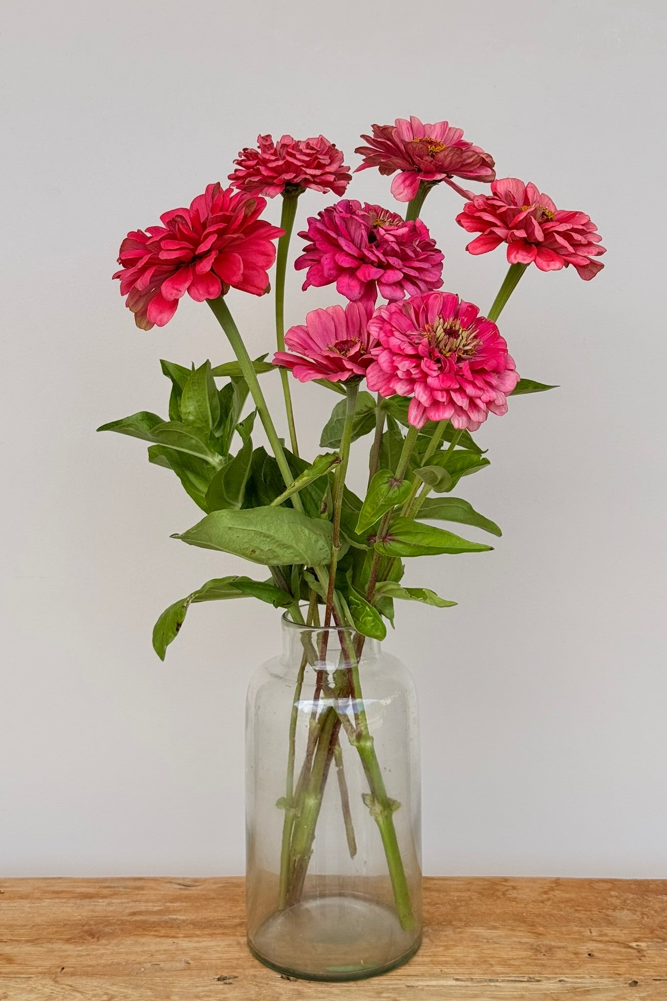 Frøkenhat 'Benary's Giant Carmine'