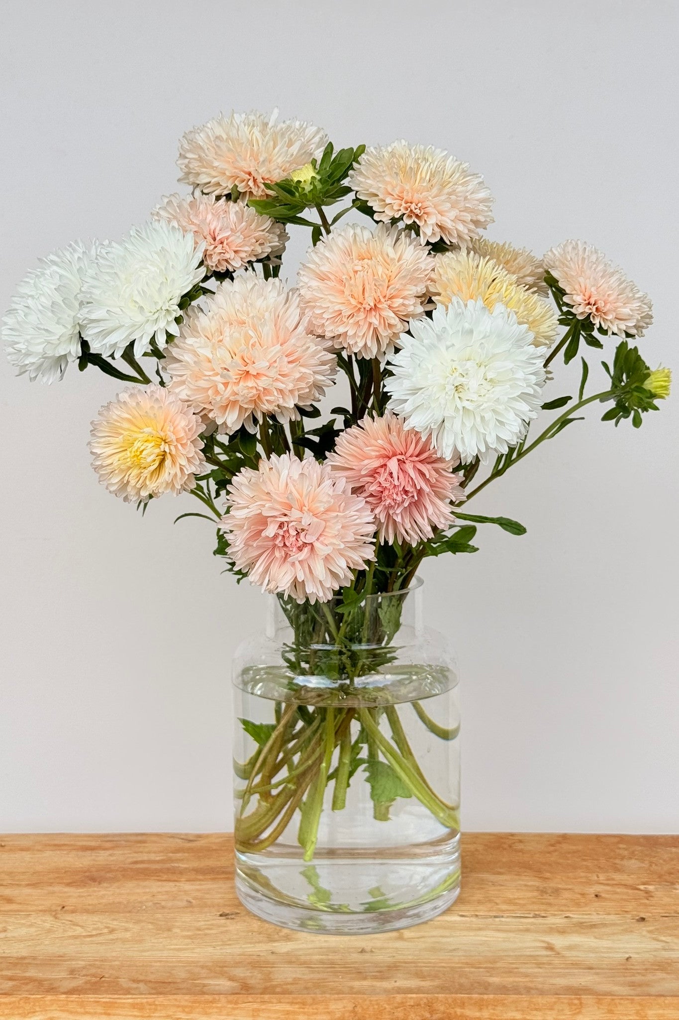 Sommerasters ‘The Roses Mixture’