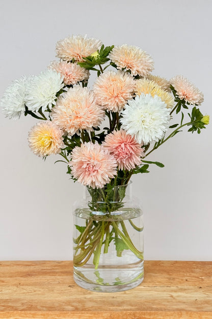 Sommerasters ‘The Roses Mixture’