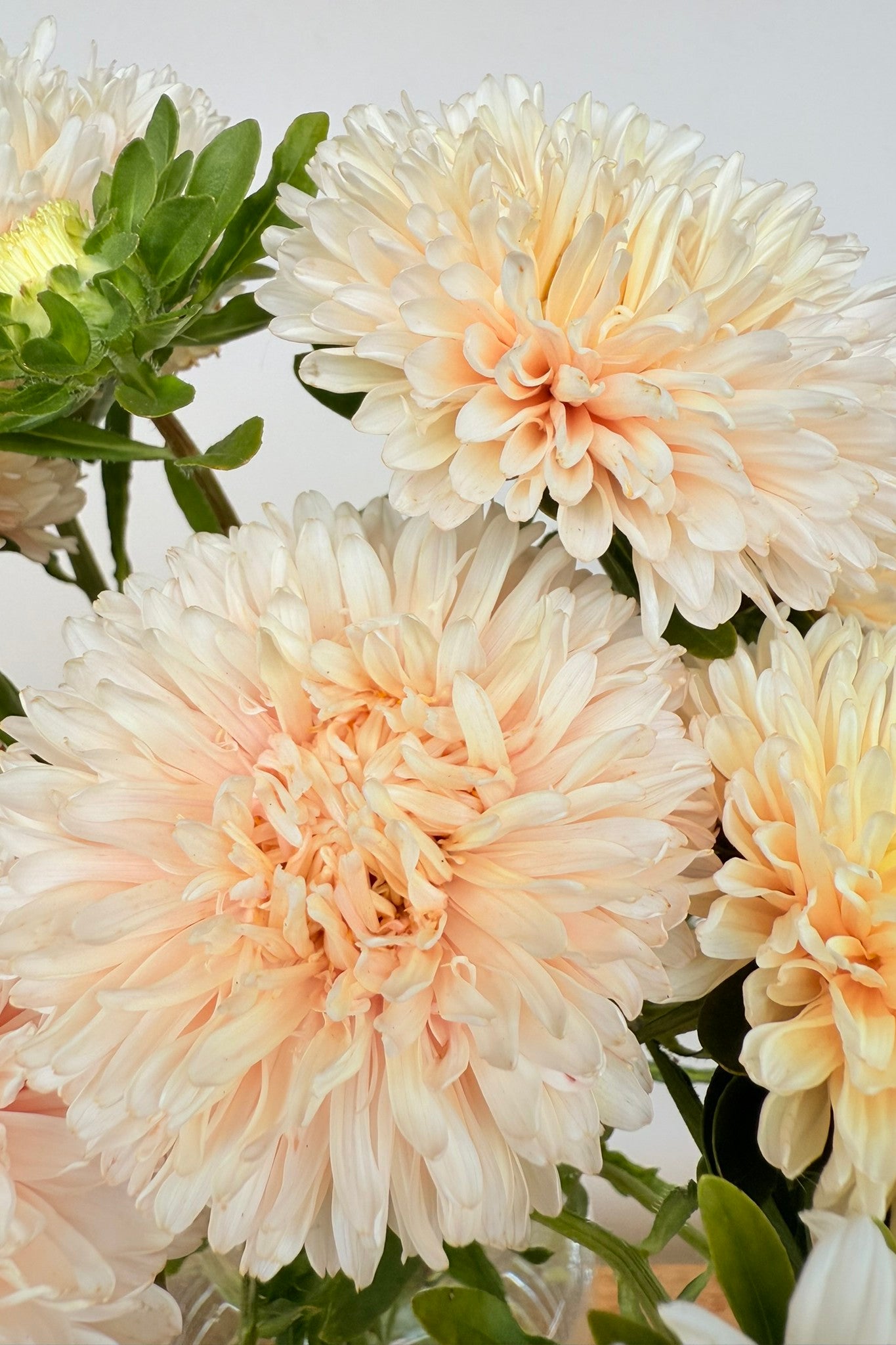 Sommerasters ‘The Roses Mixture’