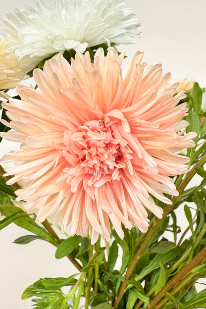 Sommerasters ‘The Roses Mixture’