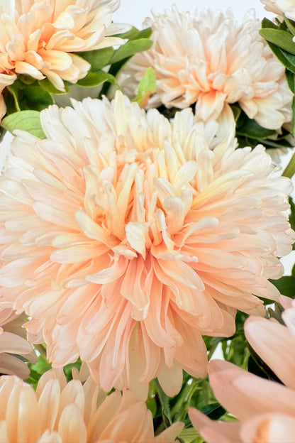 Sommerasters ‘The Roses Mixture’