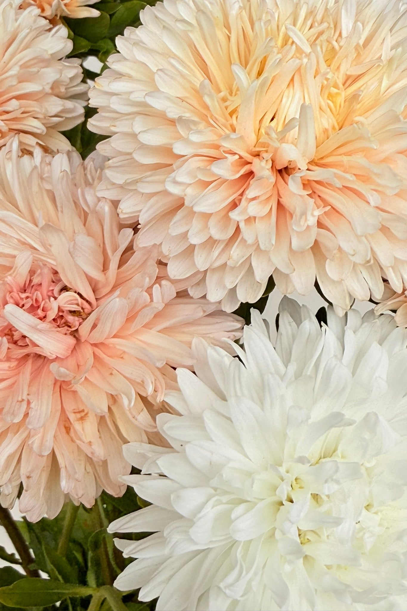 Sommerasters ‘The Roses Mixture’