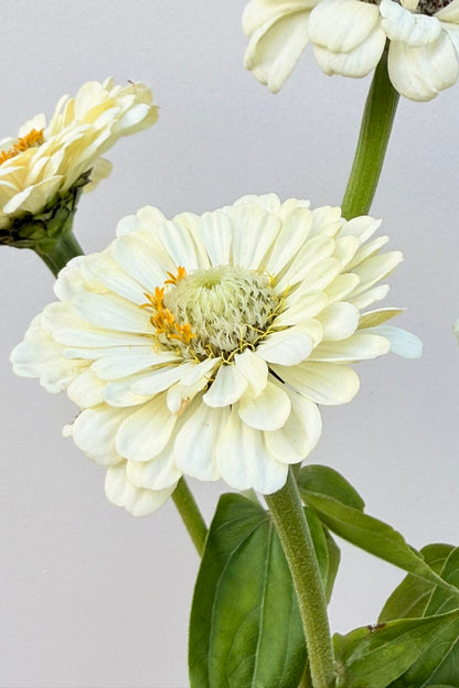 Frøkenhat 'Polar Bear'