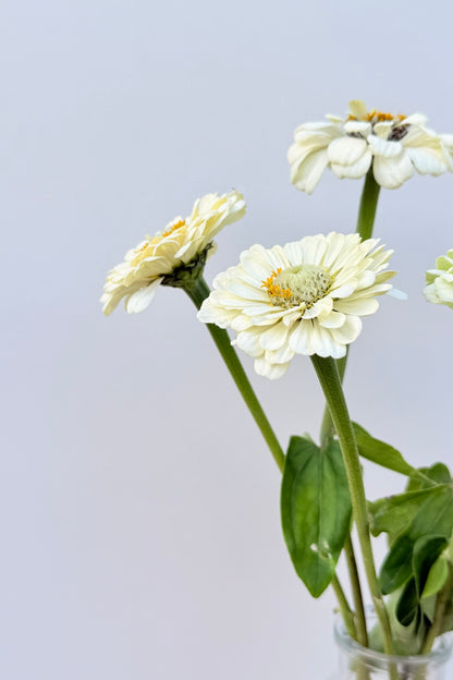 Frøkenhat 'Polar Bear'