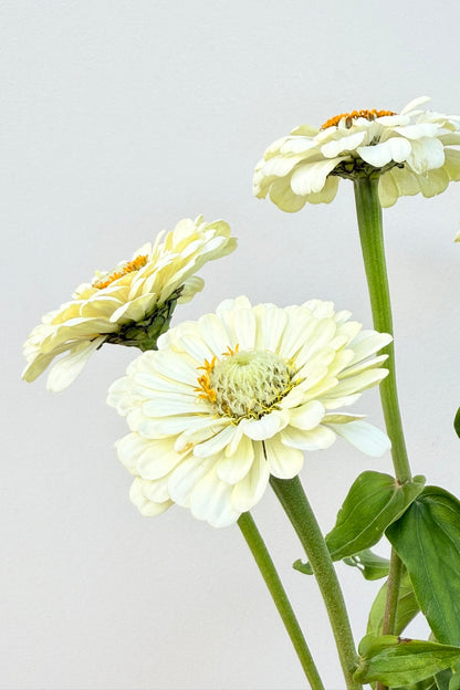 Frøkenhat 'Polar Bear'