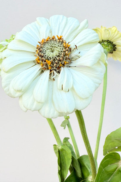 Frøkenhat 'Polar Bear'