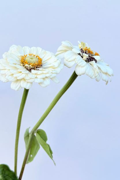 Frøkenhat 'Polar Bear'