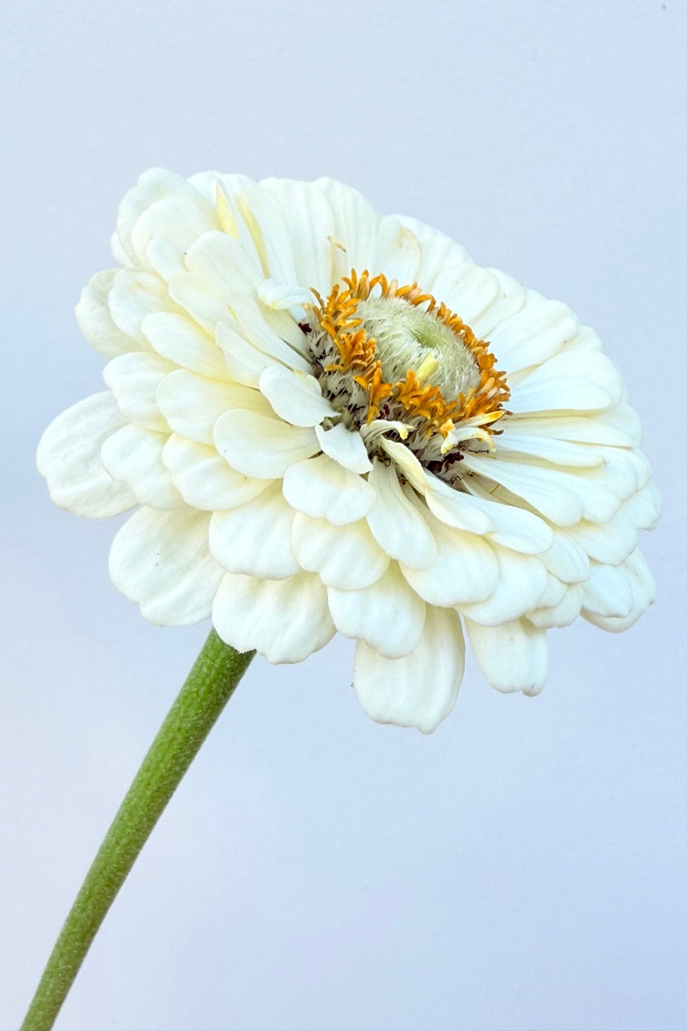 Frøkenhat 'Polar Bear'