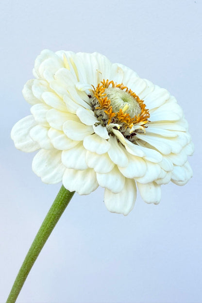 Frøkenhat 'Polar Bear'