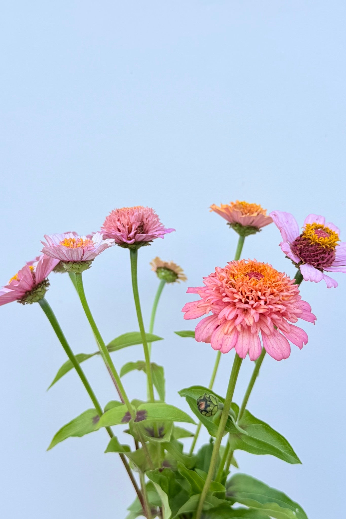 Frøkenhat ‘Cresto! Peachy Pink’