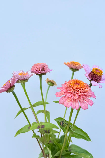 Frøkenhat ‘Cresto! Peachy Pink’