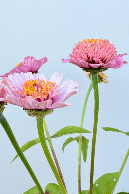 Frøkenhat ‘Cresto! Peachy Pink’