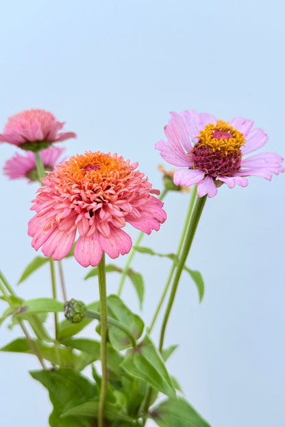 Frøkenhat ‘Cresto! Peachy Pink’