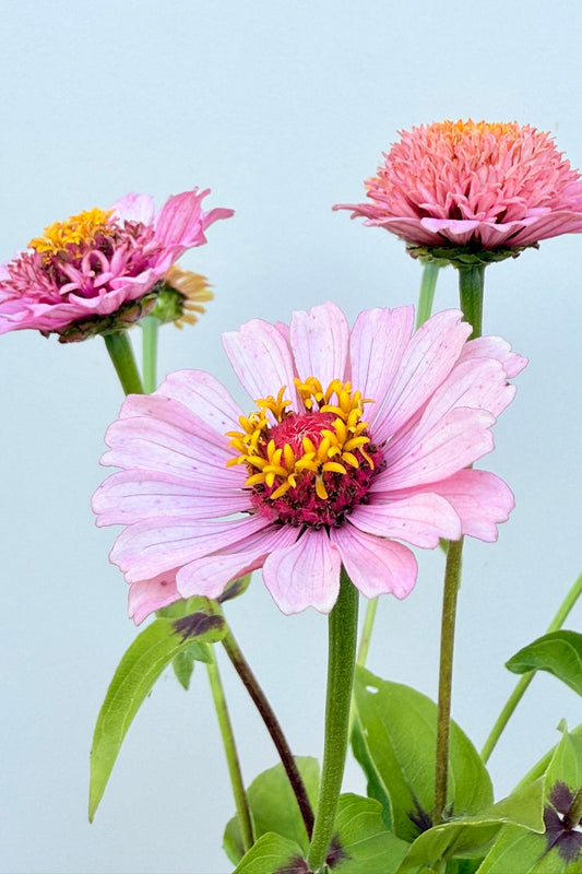 Frøkenhat ‘Cresto! Peachy Pink’