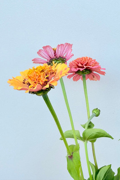 Frøkenhat ‘Cresto! Peachy Pink’