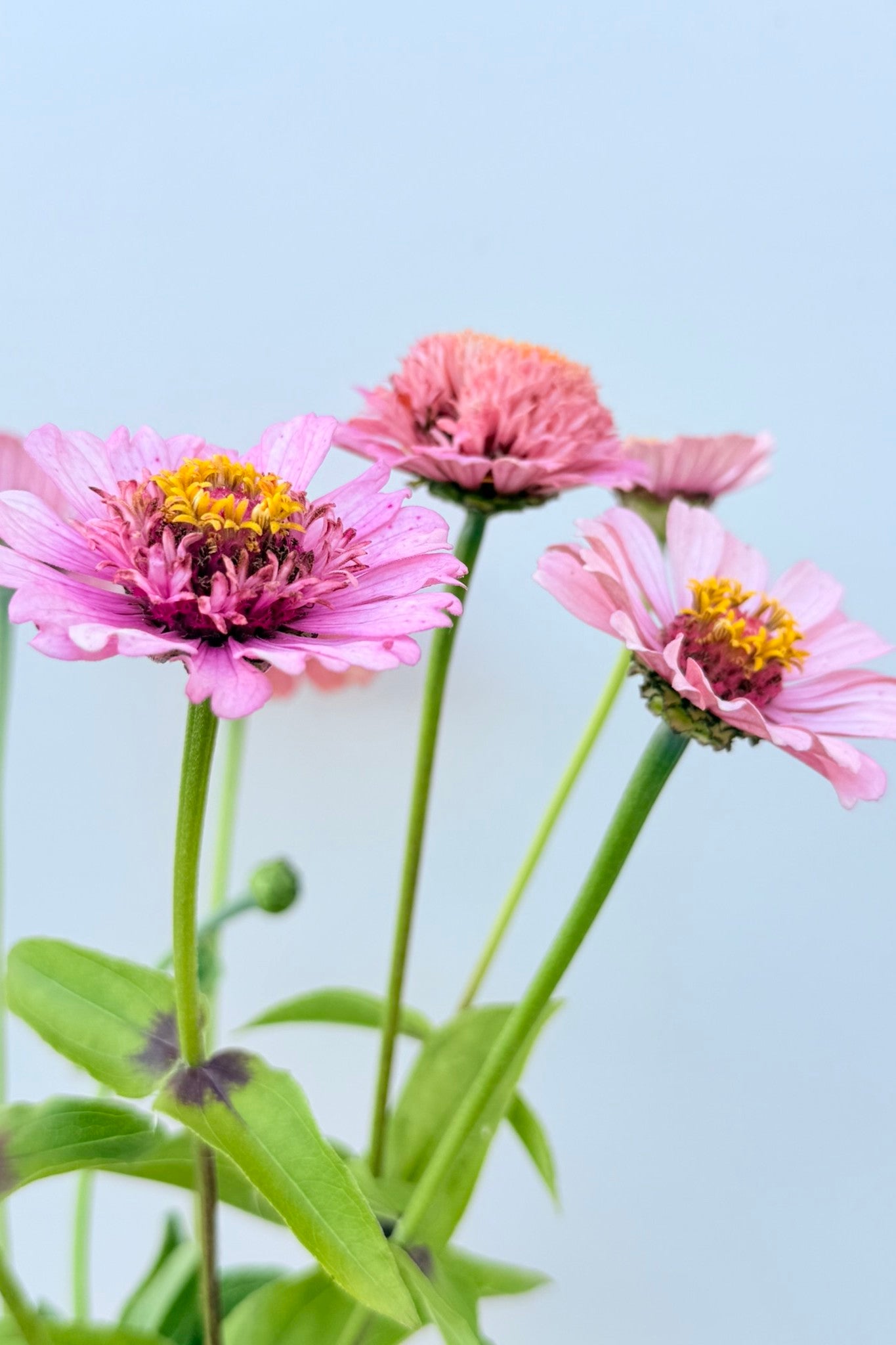 Frøkenhat ‘Cresto! Peachy Pink’