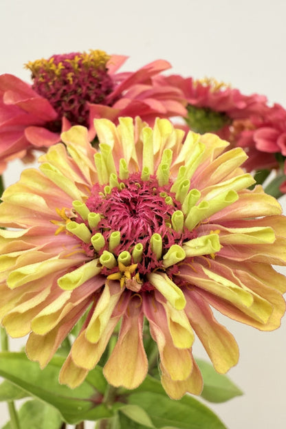 Frøkenhat ‘Queen Red Lime’