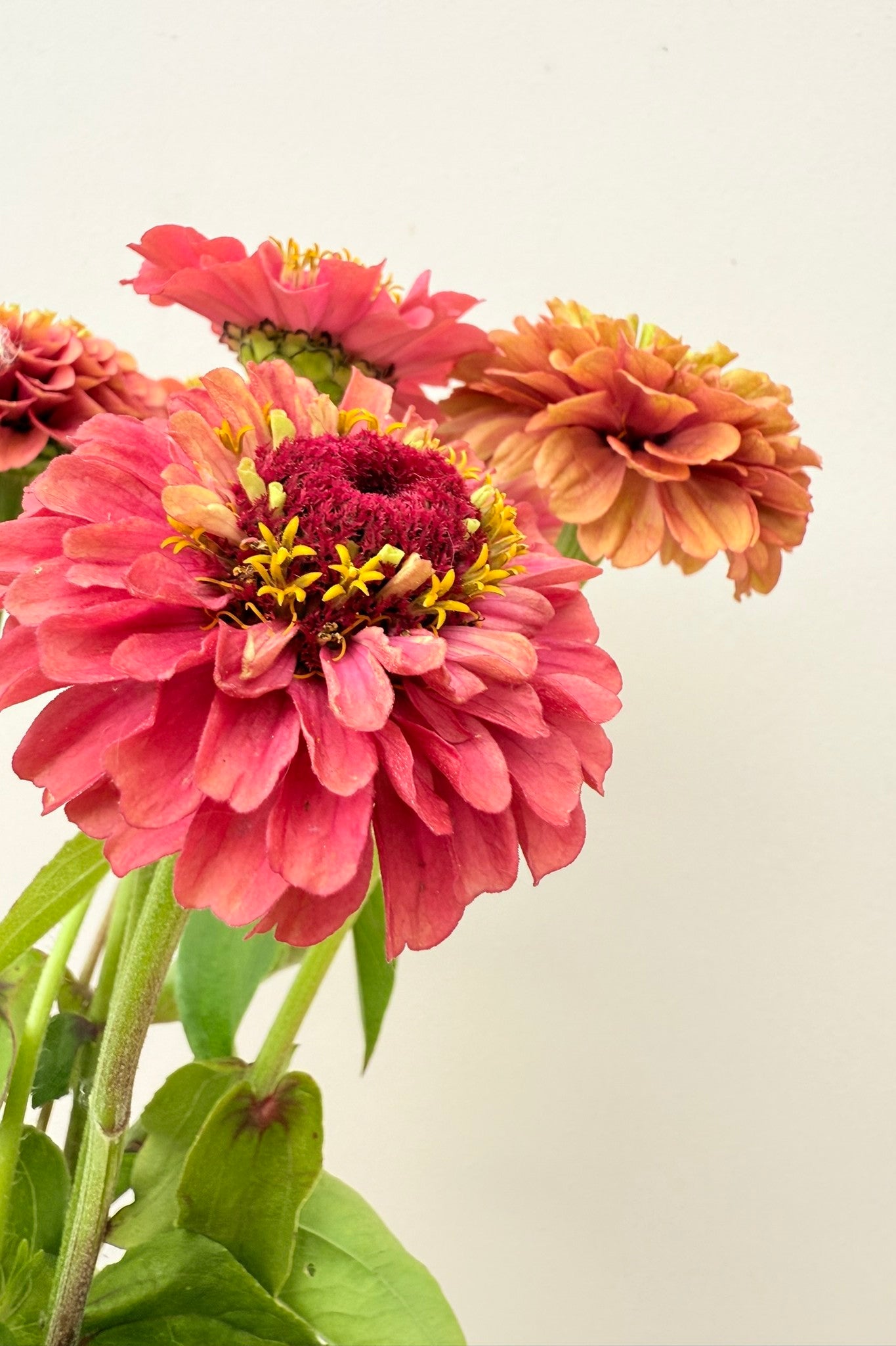 Frøkenhat ‘Queen Red Lime’