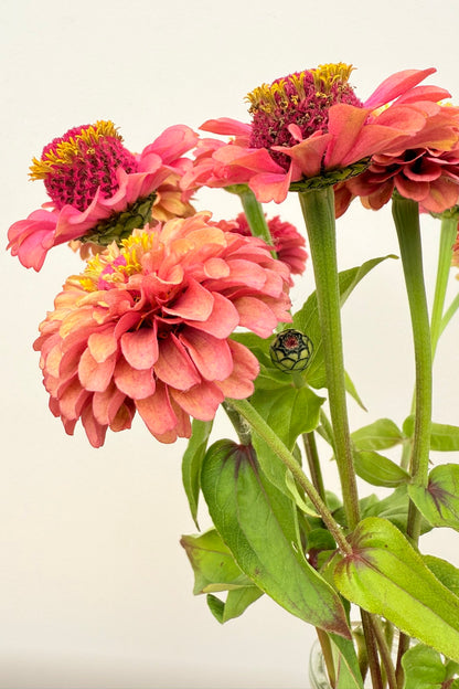 Frøkenhat ‘Queen Red Lime’