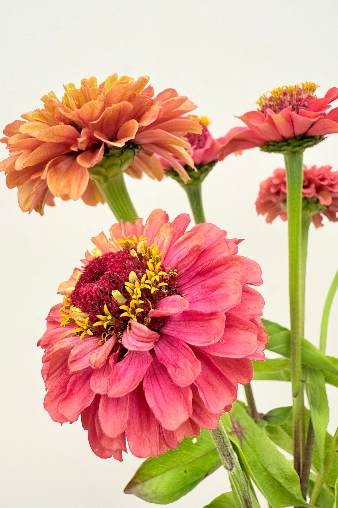 Frøkenhat ‘Queen Red Lime’