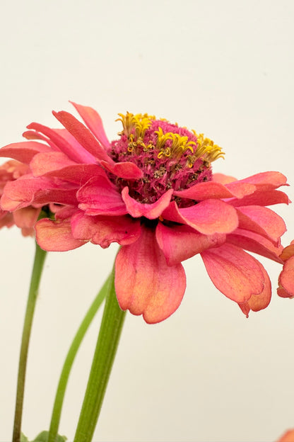 Frøkenhat ‘Queen Red Lime’