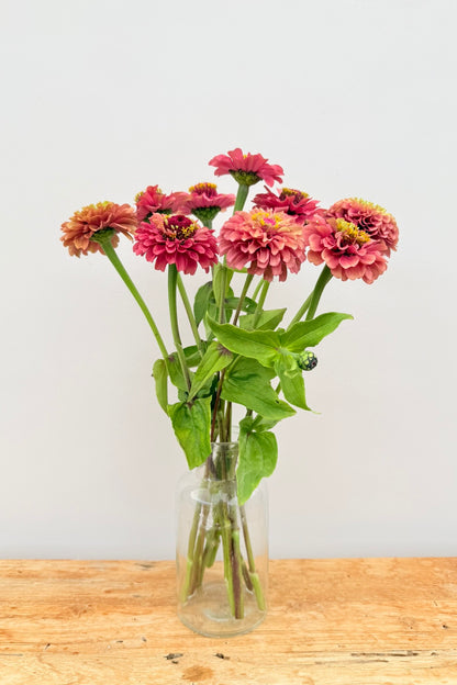 Frøkenhat ‘Queen Red Lime’