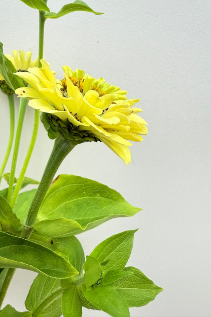 Frøkenhat 'Benary’s Giant Lime'