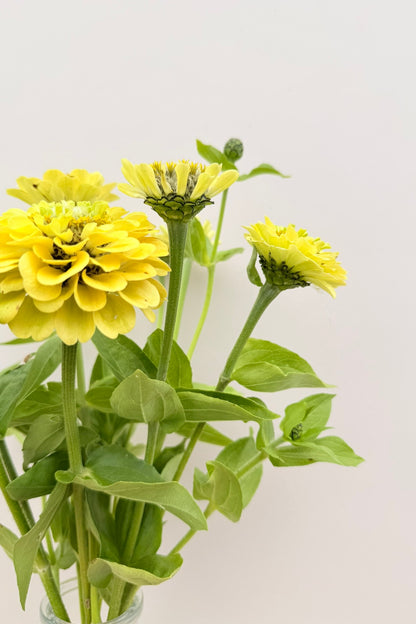 Frøkenhat 'Benary’s Giant Lime'