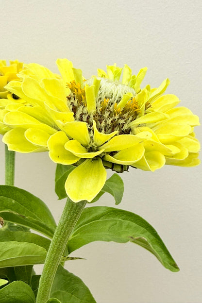 Frøkenhat 'Benary’s Giant Lime'