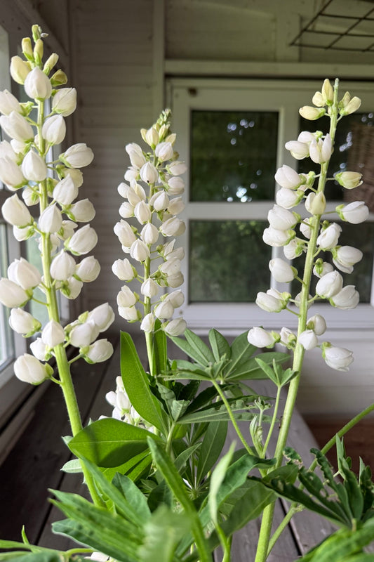 Lupin 'Russel Noblemaiden' - frø