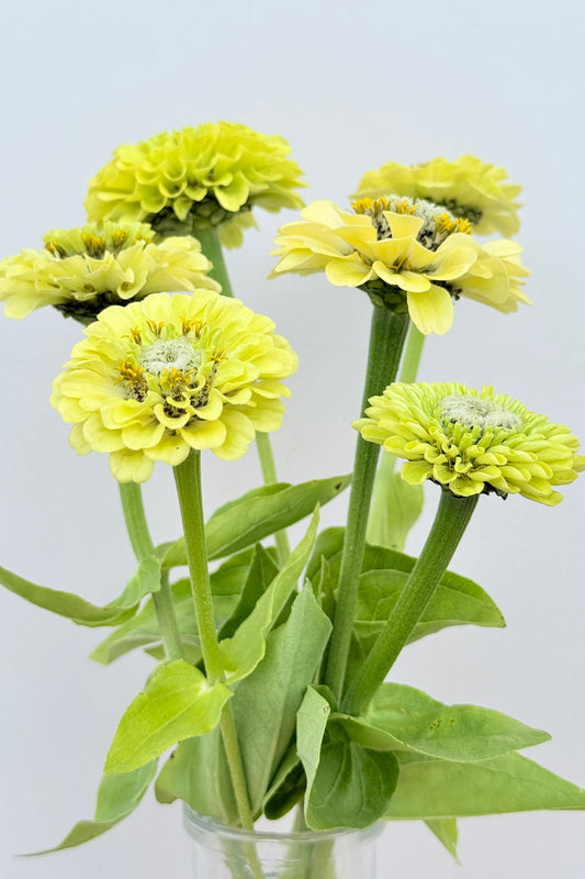 Frøkenhat 'Benary’s Giant Lime' - frø