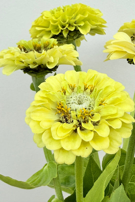 Frøkenhat 'Benary’s Giant Lime' - frø